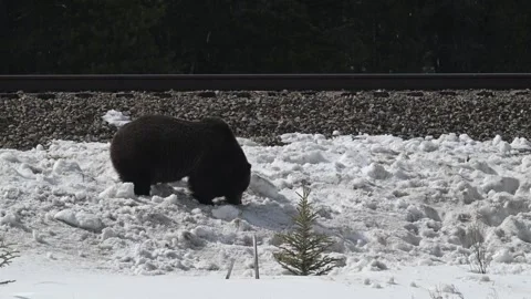 Grizzly bear in the wild Stock Footage 300404185
