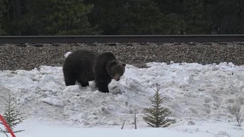 Grizzly bear in the wild Видео 300404188