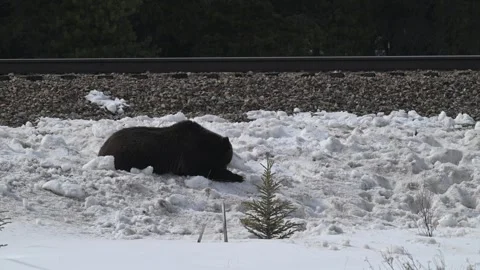 Grizzly bear in the wild Stock Footage 300404223