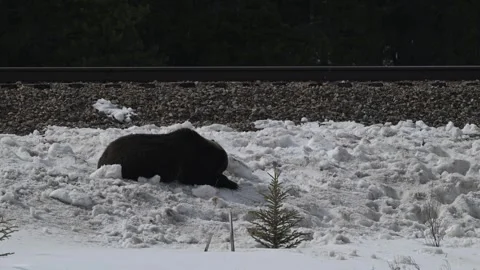 Grizzly bear in the wild Stock Footage 300404227