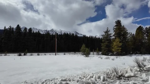 Grizzly bear in the wild Stock Footage 300404232