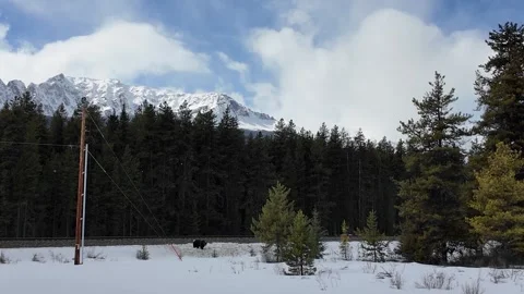 Grizzly bear in the wild Видео 300404239