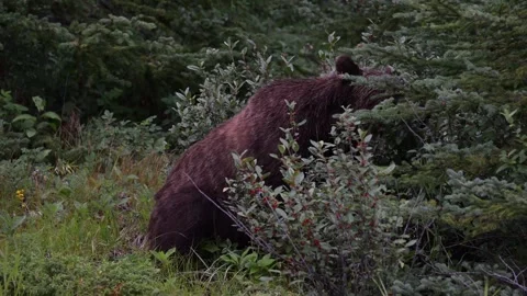 Grizzly bear in the wild Stock Footage 314799563
