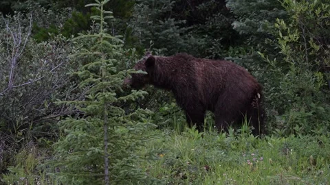 Grizzly bear in the wild Stock Footage 314799580