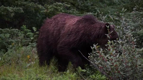Grizzly bear in the wild Stock Footage 314799587