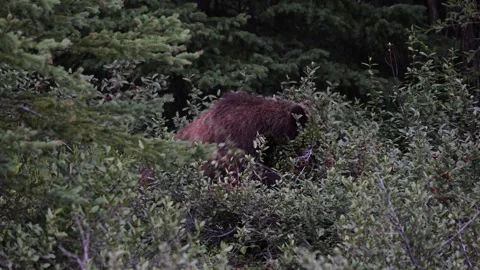 Grizzly bear in the wild Stock Footage 314799588