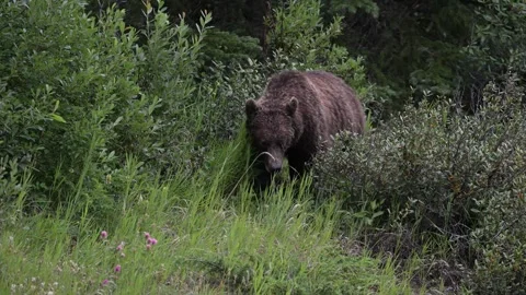 Grizzly bear in the wild 스톡 동영상 314799599