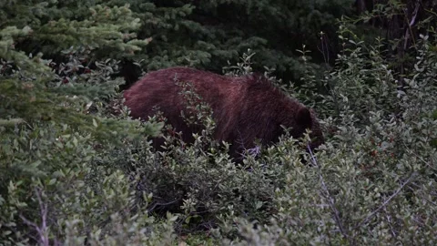 Grizzly bear in the wild Stock Footage 314799605