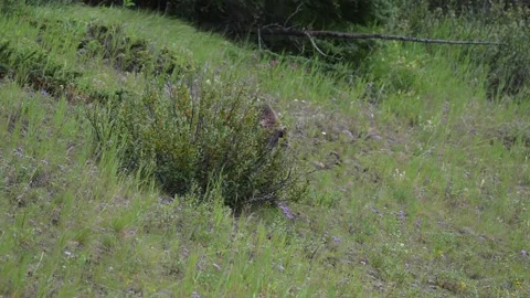 Grizzly bear in the wild Stock Footage 314799606