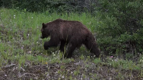 Grizzly bear in the wild Stock Footage 314799617