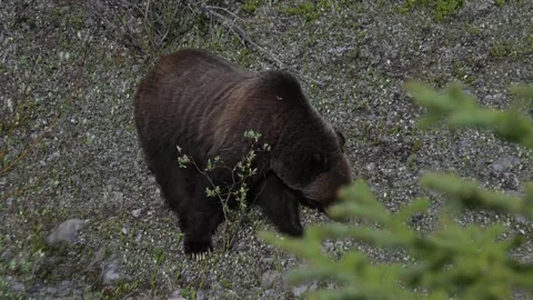 Grizzly bear in the wild Stock Footage 314799633