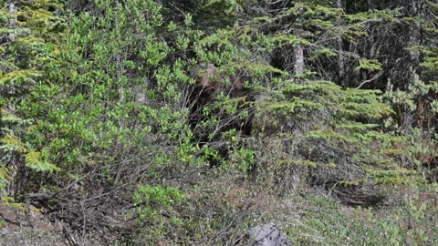 Grizzly bear in the wild Stock Footage 314799639