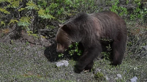 Grizzly bear in the wild Stock Footage 314799640