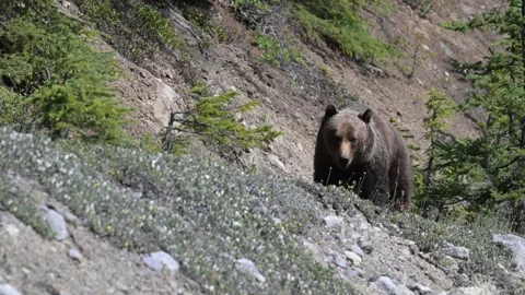 Grizzly bear in the wild Video stock 314799653