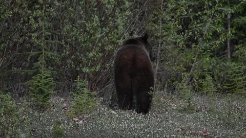 Grizzly bear in the wild Stock Footage 314799663