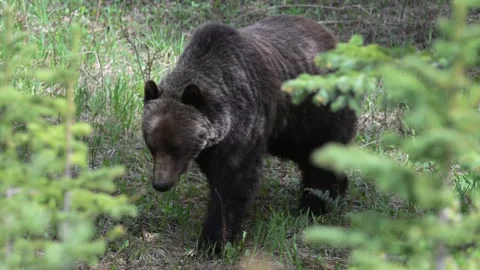 Grizzly bear in the wild Stock Footage 314799674
