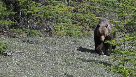 Grizzly bear in the wild Vídeo Stock 314799686