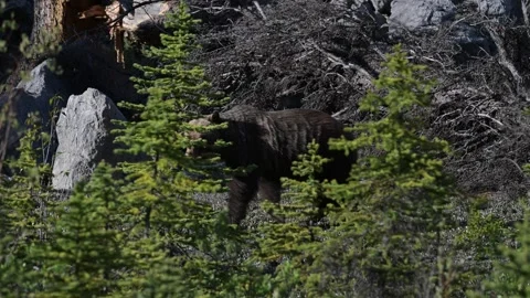 Grizzly bear in the wild Stock Footage 314799701