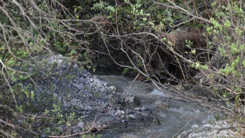 Grizzly bear in the wild Stock Footage 314799721