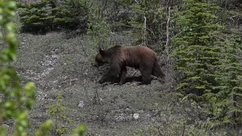 Grizzly bear in the wild Stockbeeldmateriaal 314799722