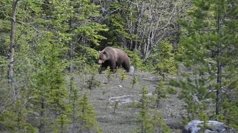 Grizzly bear in the wild Stock Footage 314799727