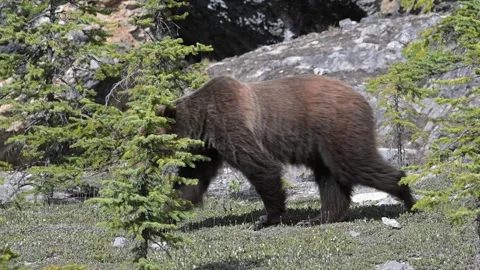Grizzly bear in the wild Stock Footage 314799730