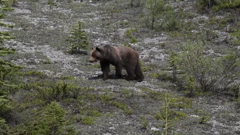 Grizzly bear in the wild Stock Footage 314799742