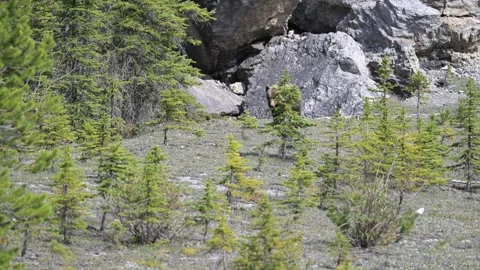 Grizzly bear in the wild Stock Footage 314799743