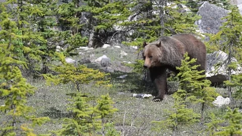 Grizzly bear in the wild Stock Footage 314799757