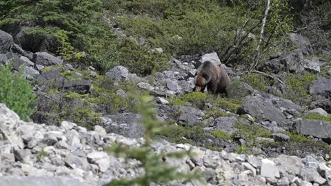 Grizzly bear in the wild Stock Footage 314799763