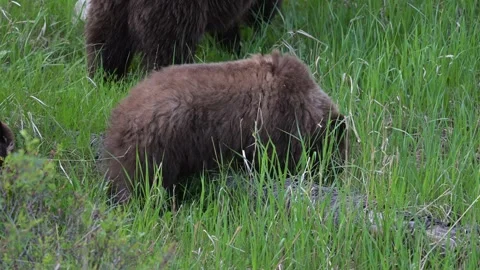 Grizzly bear in the wild Stock Footage 314799826