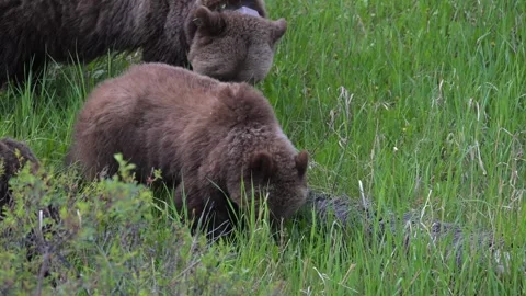 Grizzly bear in the wild Video stock 314799834