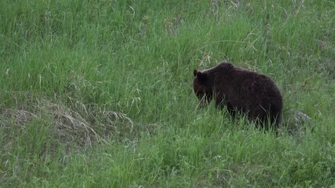 Grizzly bear in the wild Stock Footage 314799853