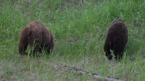 Grizzly bear in the wild Stock Footage 314799868