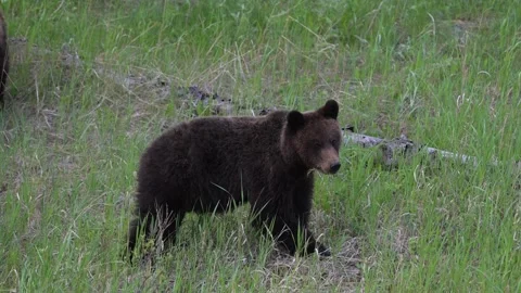 Grizzly bear in the wild Stock Footage 314799926