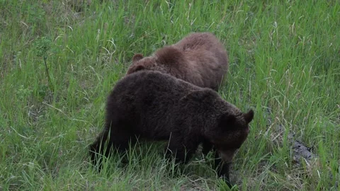 Grizzly bear in the wild Stock Footage 314799928
