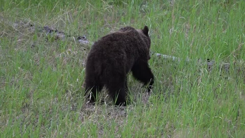 Grizzly bear in the wild Stock Footage 314799930