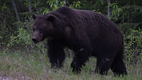 Grizzly bear in the wild Stock Footage 314799931