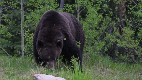 Grizzly bear in the wild Stock Footage 314799941