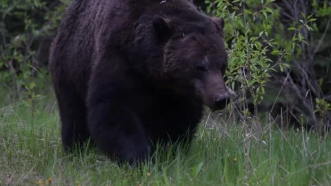 Grizzly bear in the wild Stock Footage 314799944