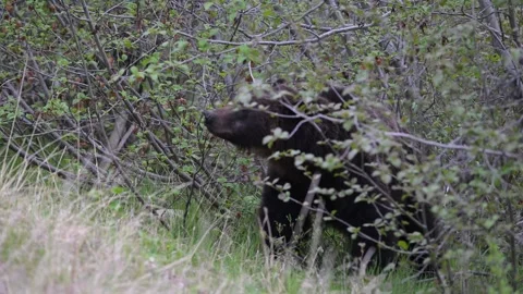 Grizzly bear in the wild Stock Footage 314799975