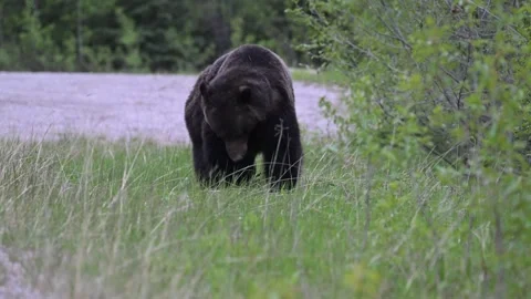 Grizzly bear in the wild Stock Footage 314799982