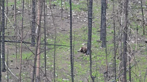 Grizzly bear in the wild Stock Footage 314800063