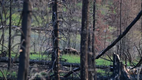 Grizzly bear in the wild Stock Footage 314800086