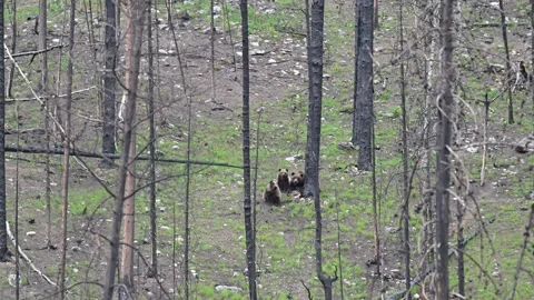 Grizzly bear in the wild Stock Footage 314800215