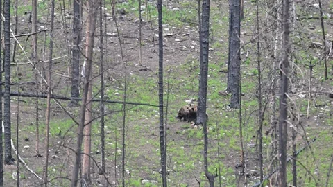 Grizzly bear in the wild 스톡 동영상 314800219