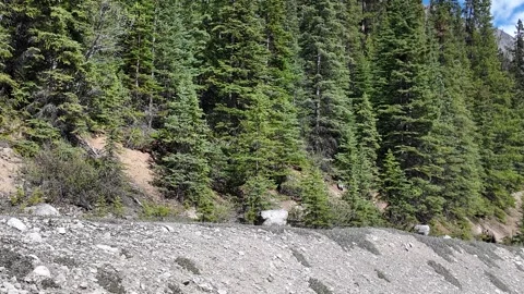 Grizzly bear in the wild Stock Footage 314800293