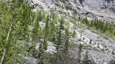 Grizzly bear in the wild 스톡 동영상 314800313