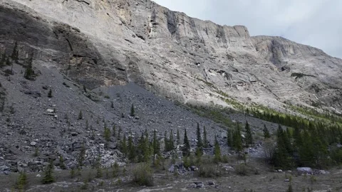 Grizzly bear in the wild Stock Footage 314800319