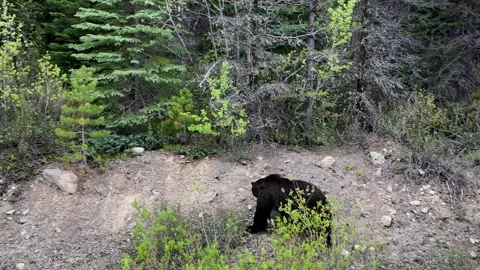 Grizzly bear in the wild Stock Footage 314800333